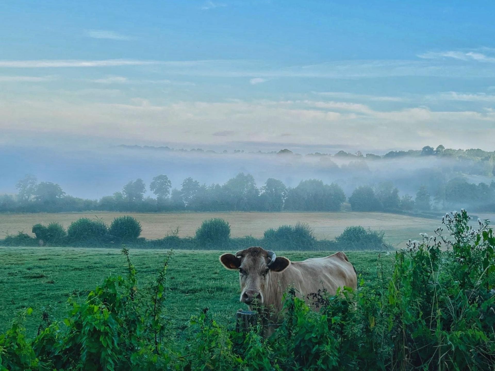 Photo 20 de l'annonce.