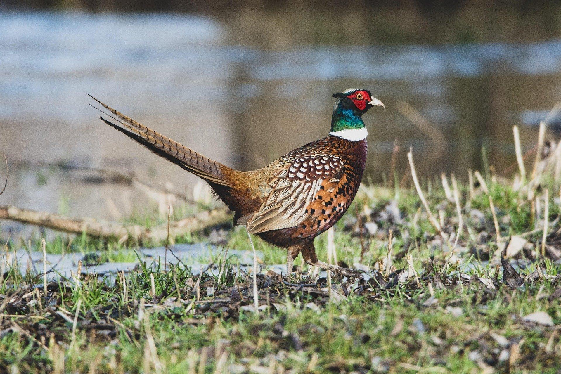 Photo 11 de l'annonce.