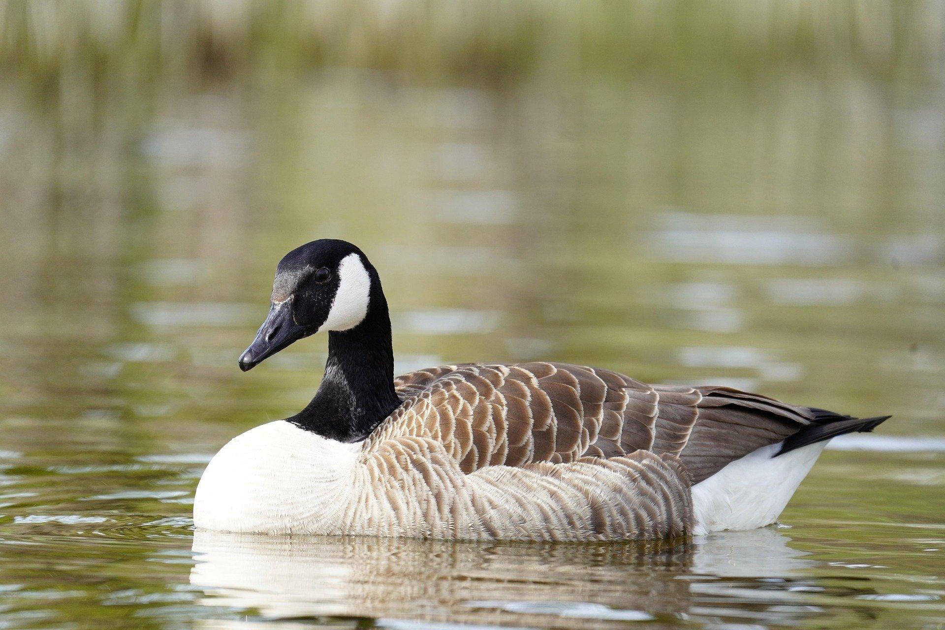 Photo 12 de l'annonce.