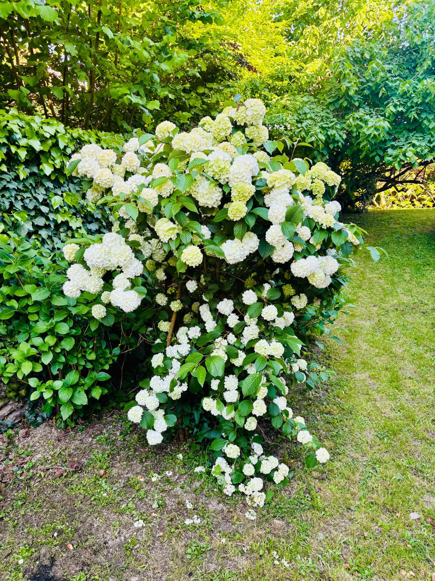 Photo 6 de l'annonce.