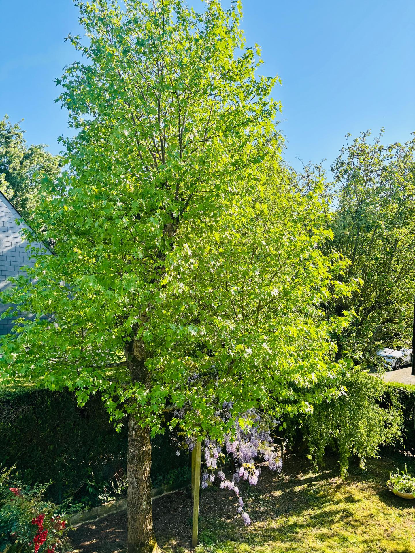 Photo 4 de l'annonce.