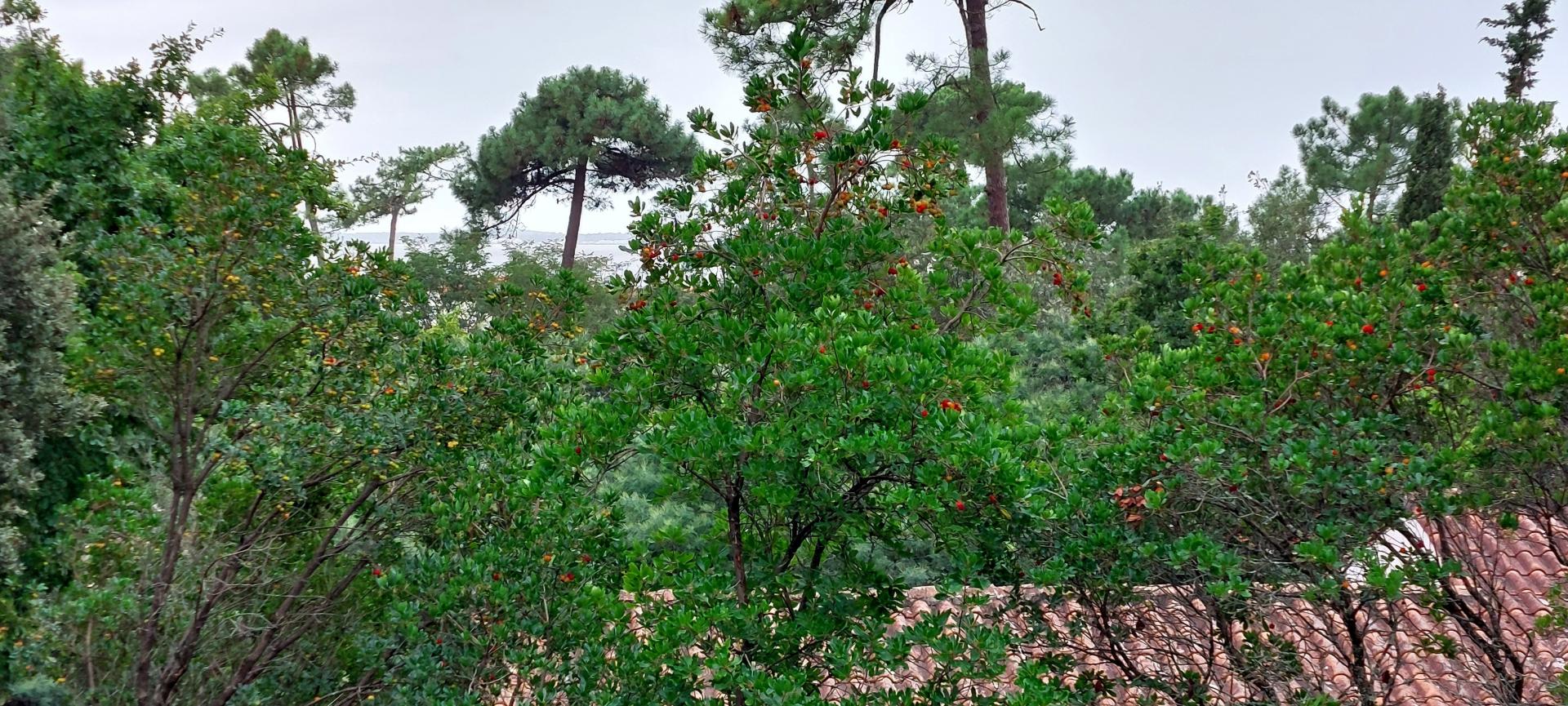 Photo 10 de l'annonce.