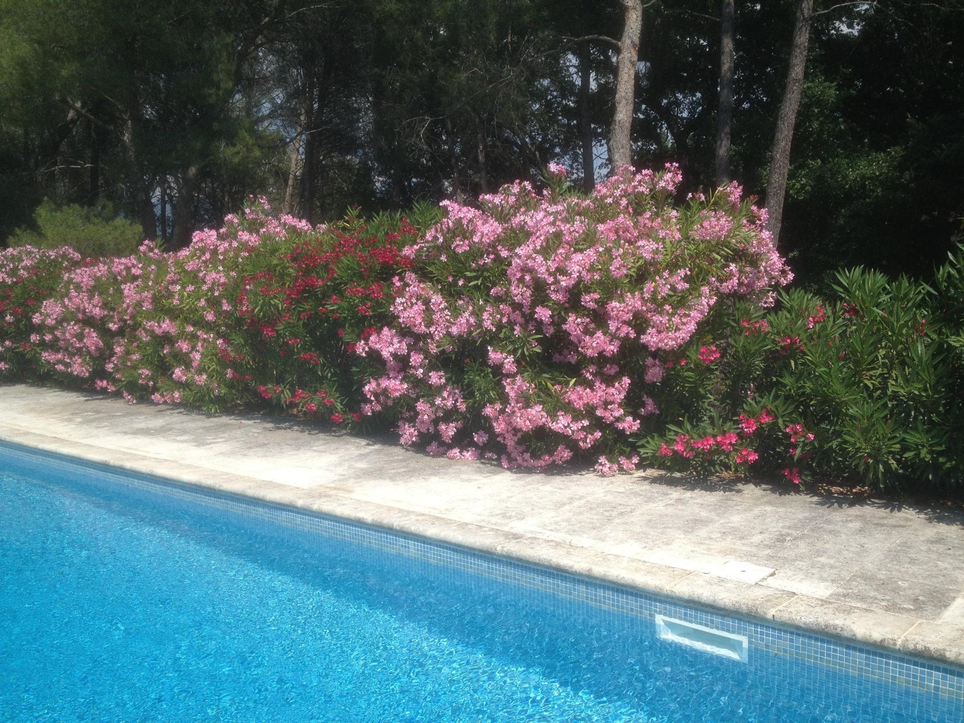 Photo 9 de l'annonce.