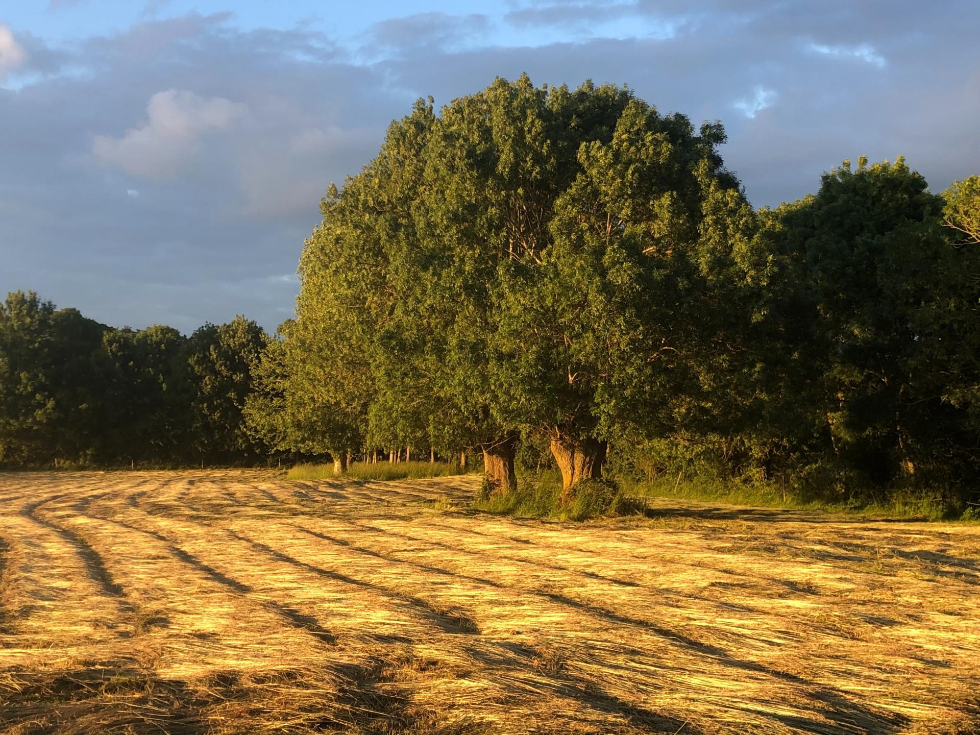 Photo 16 de l'annonce.