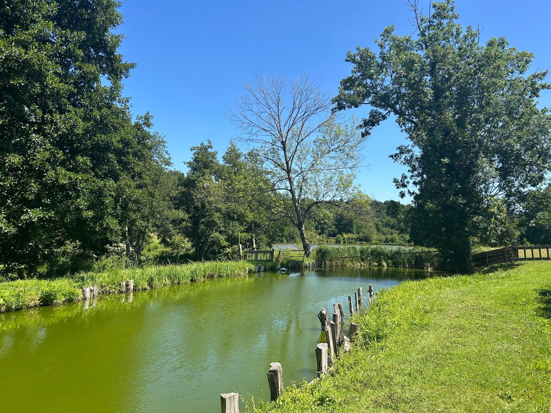 Photo 13 de l'annonce.