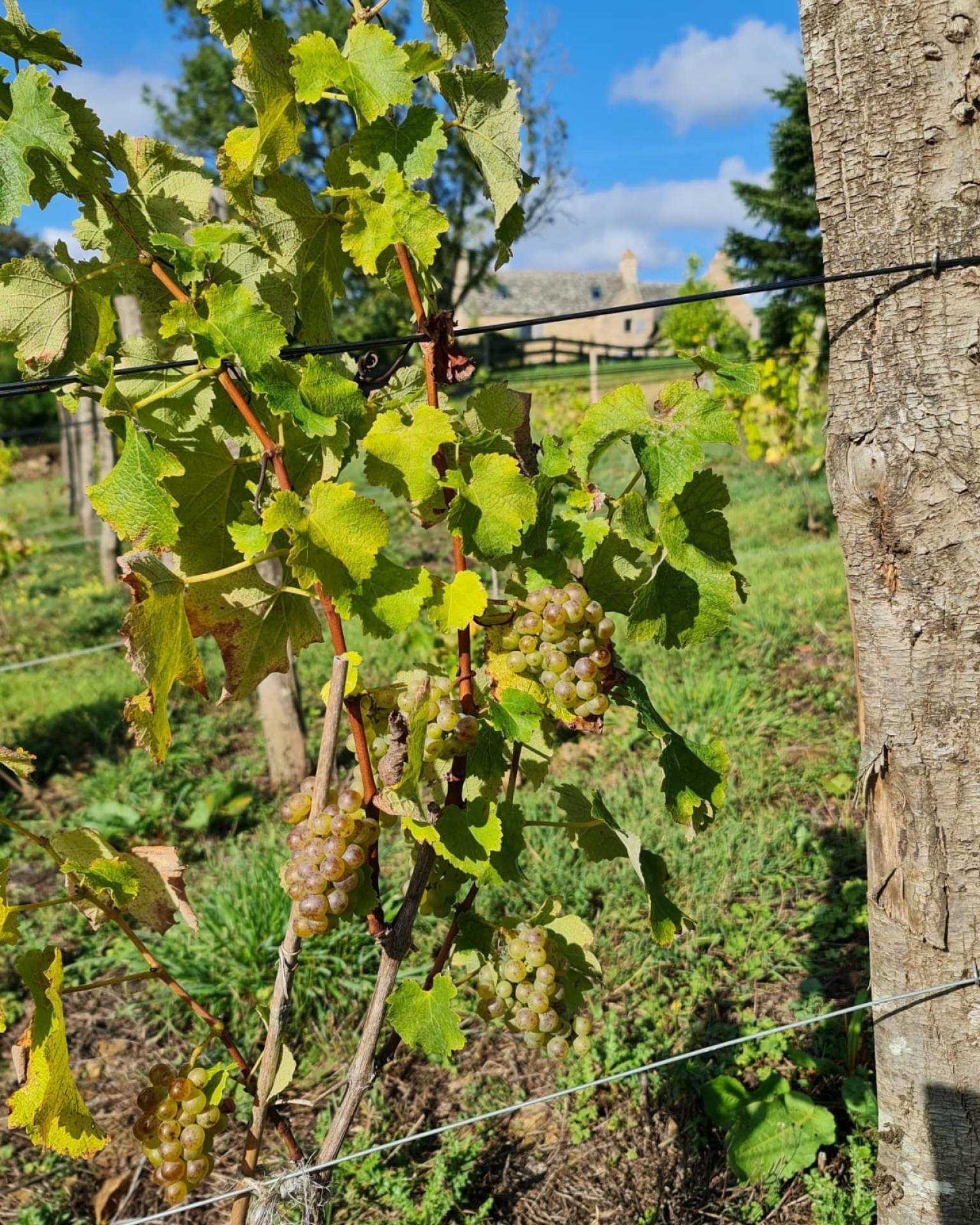 Photo 27 de l'annonce.