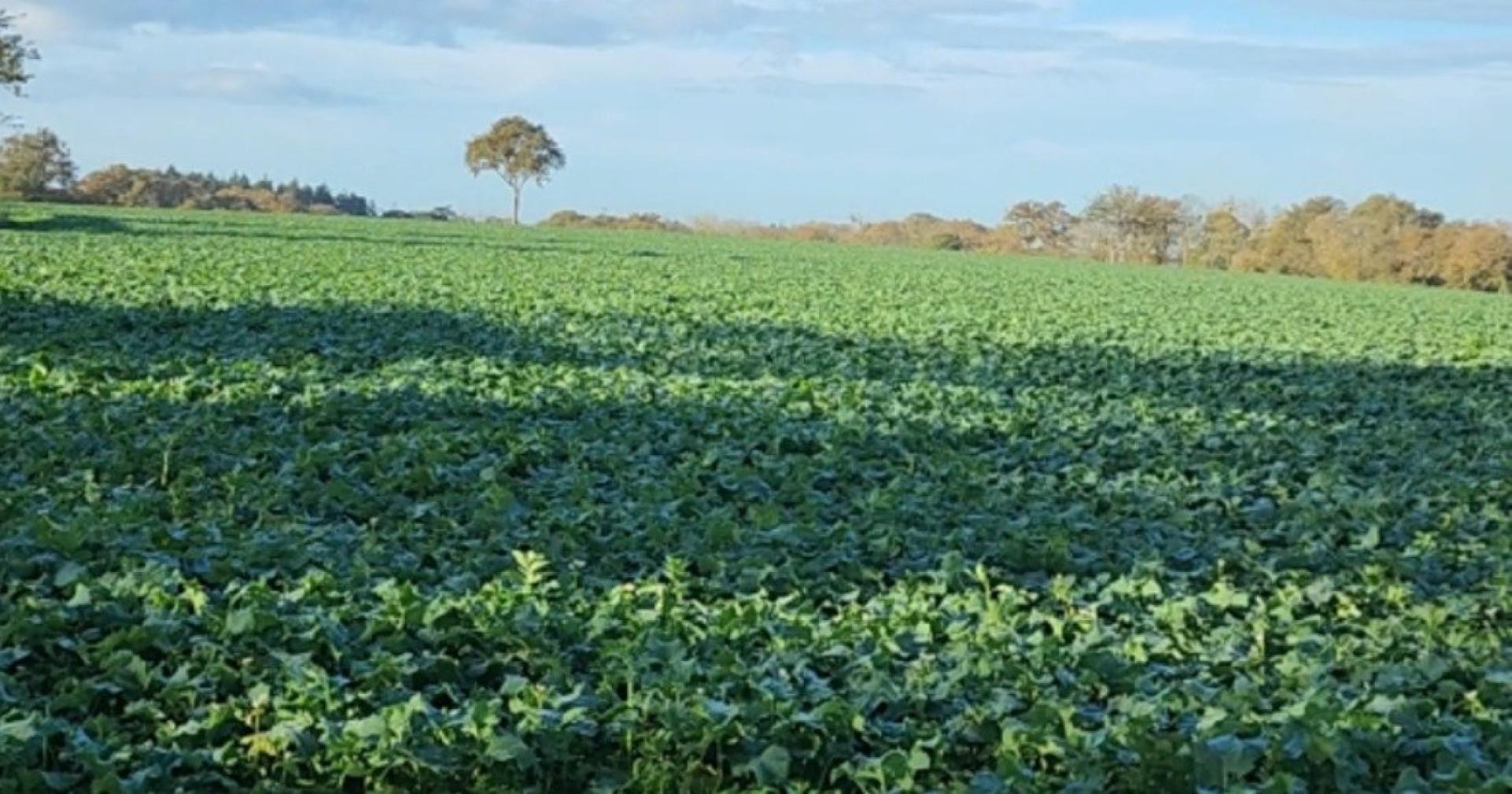 Photo-terrain