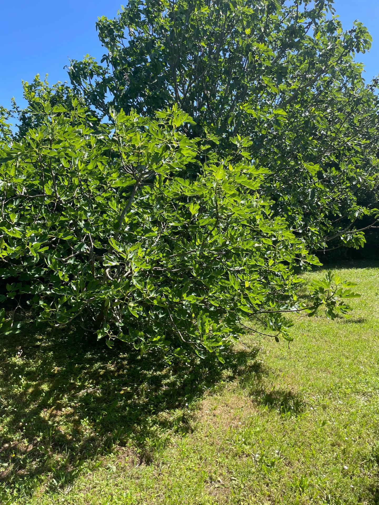 Photo-maison