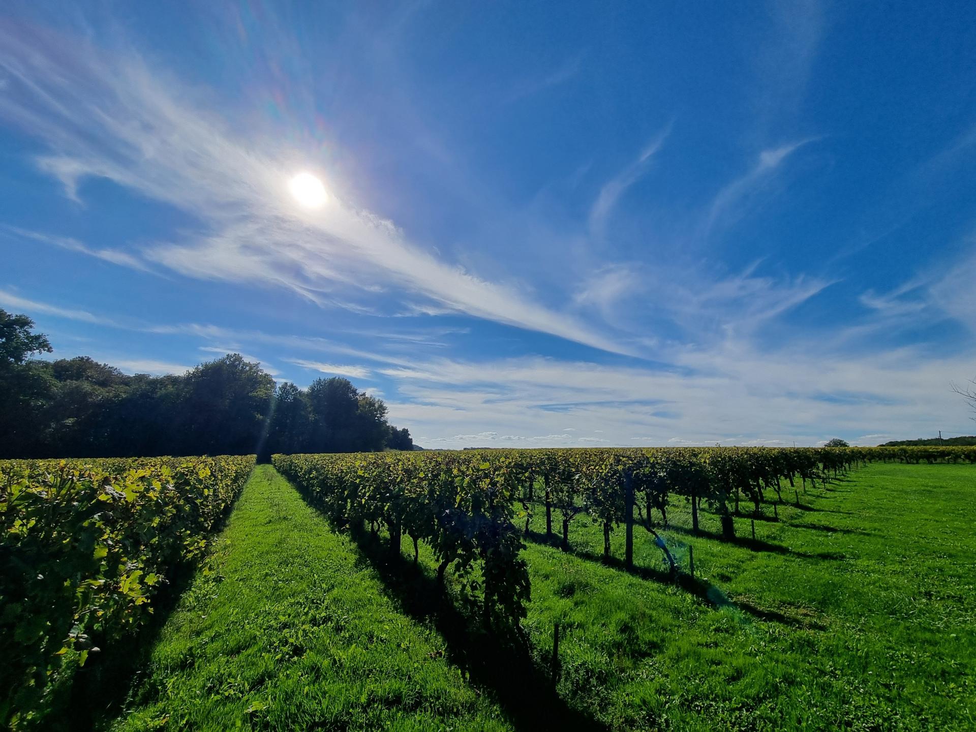 Photo 2 de l'annonce.