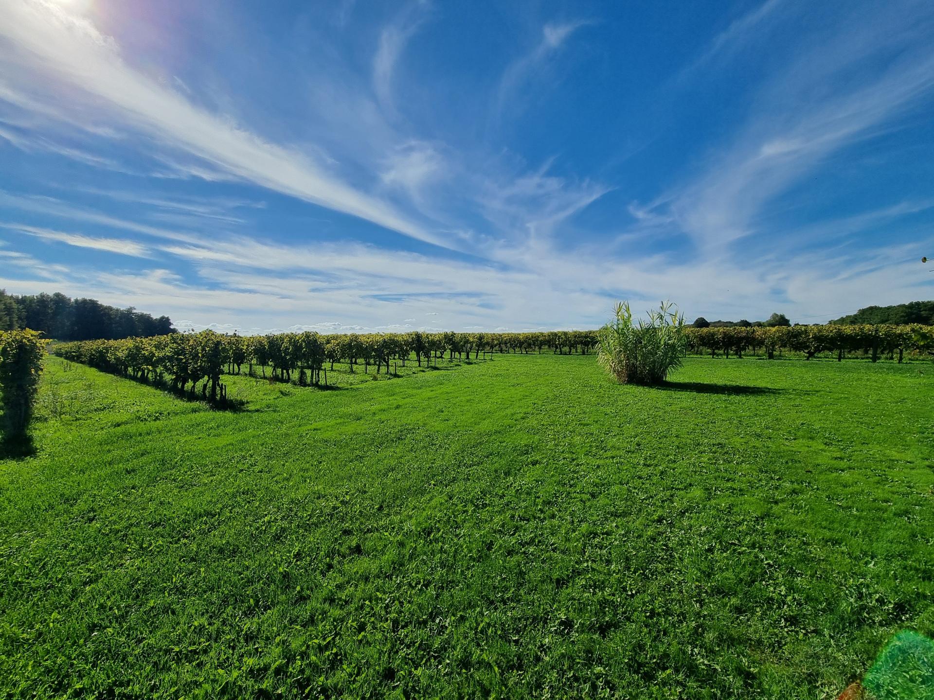 Photo 11 de l'annonce.