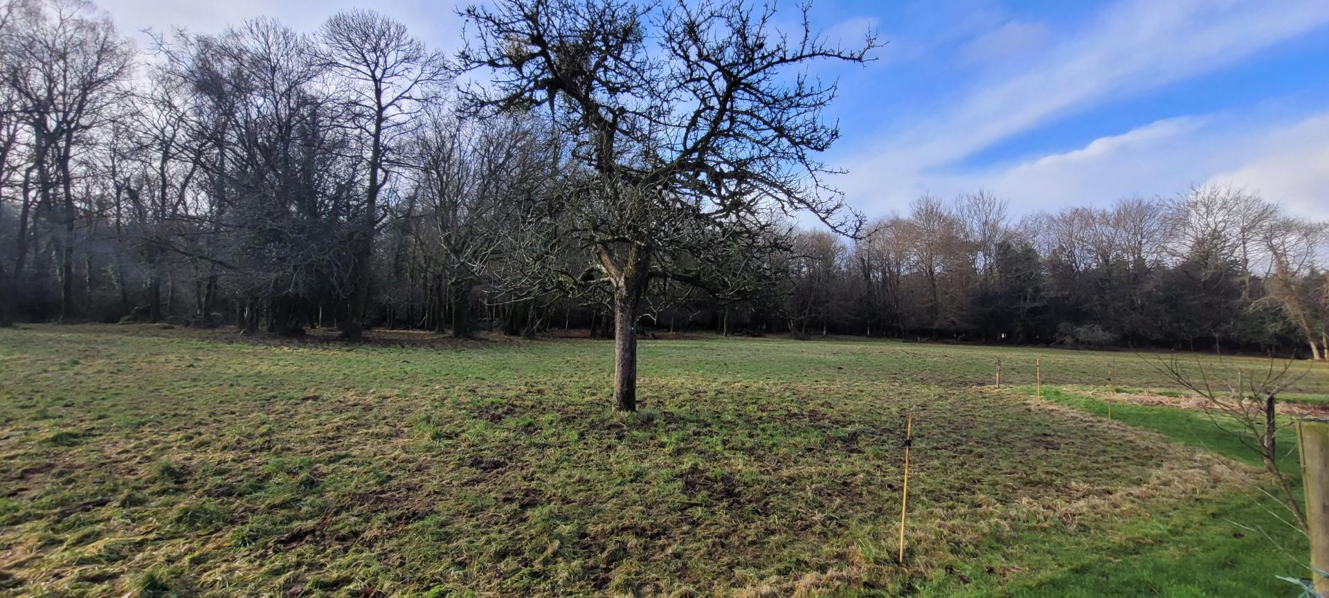 Photo 8 de l'annonce.