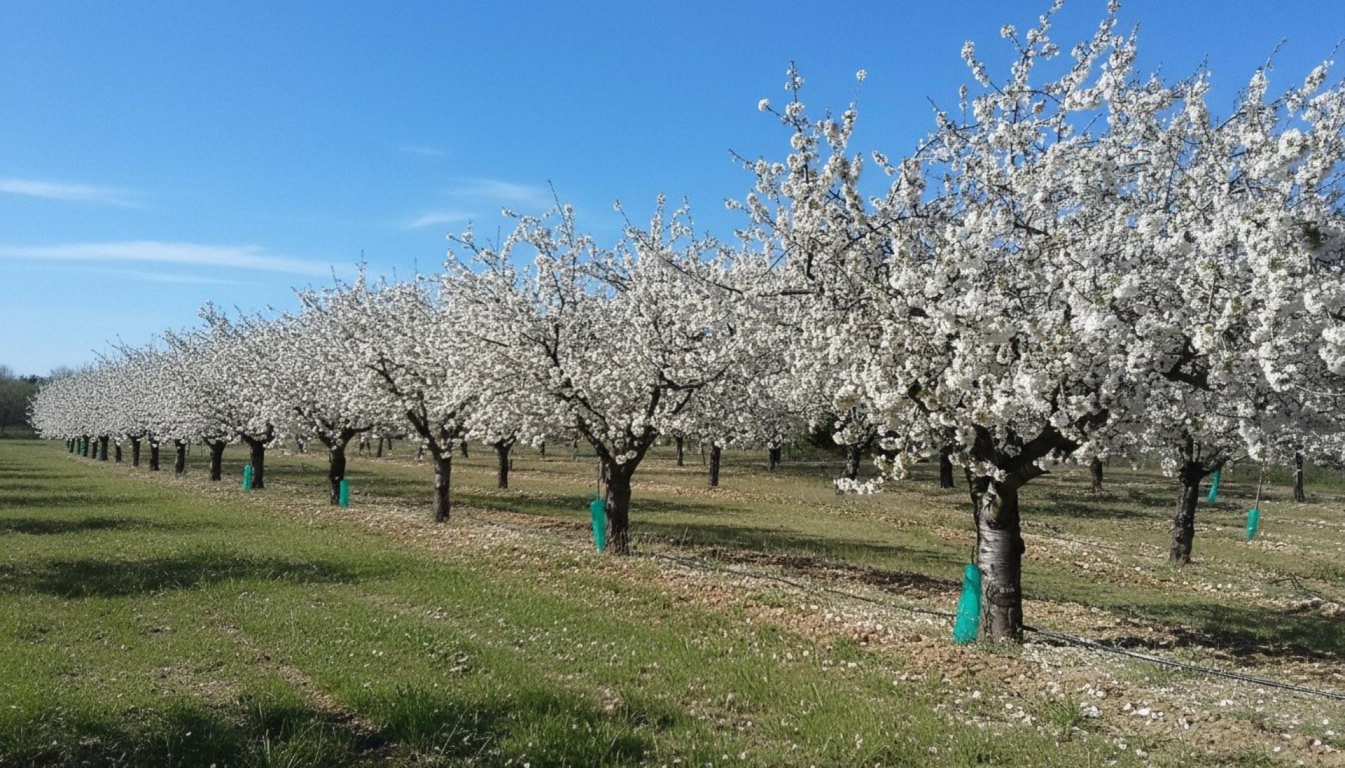 Photo 17 de l'annonce.