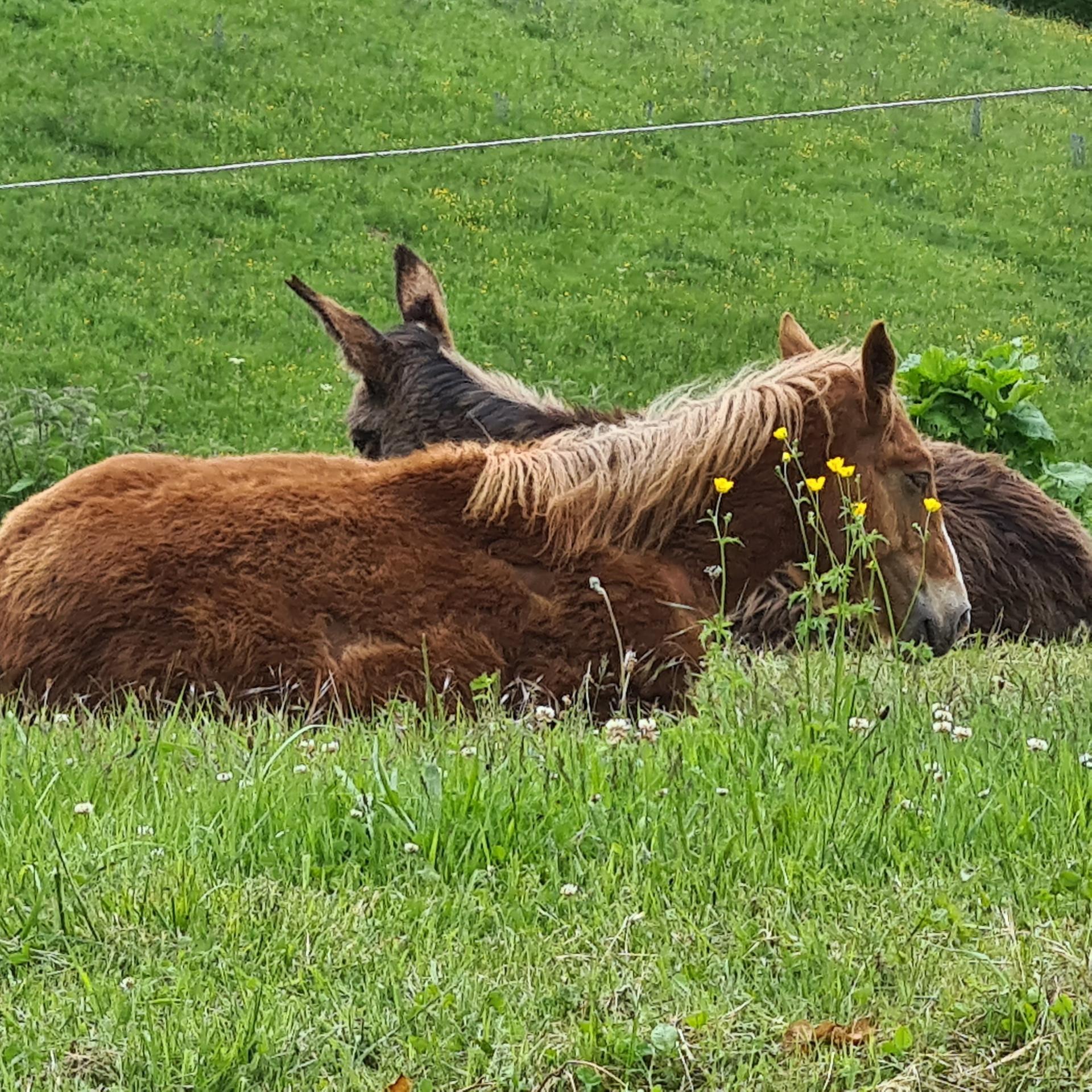 Photo 6 de l'annonce.