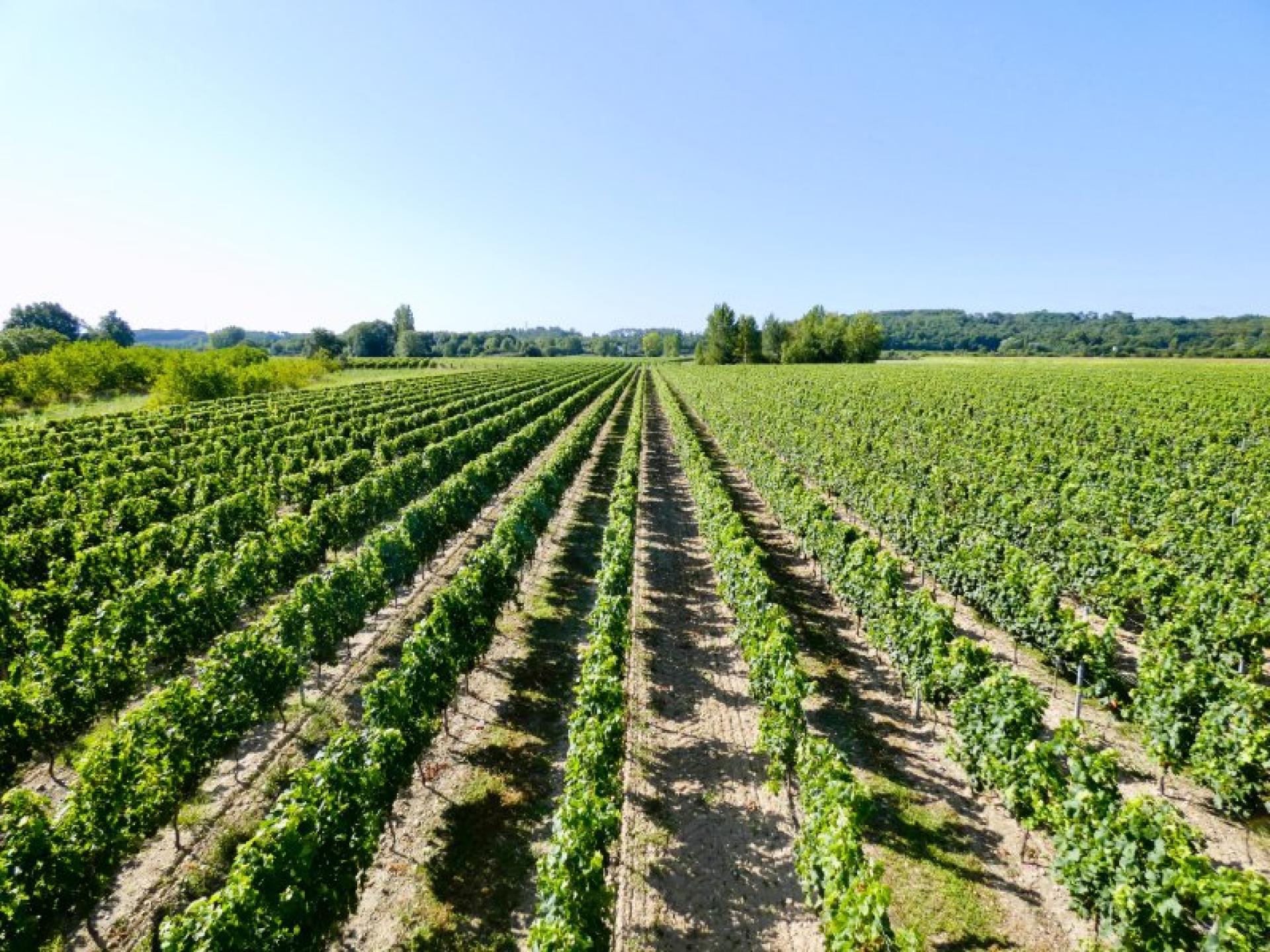 Photo 2 de l'annonce.