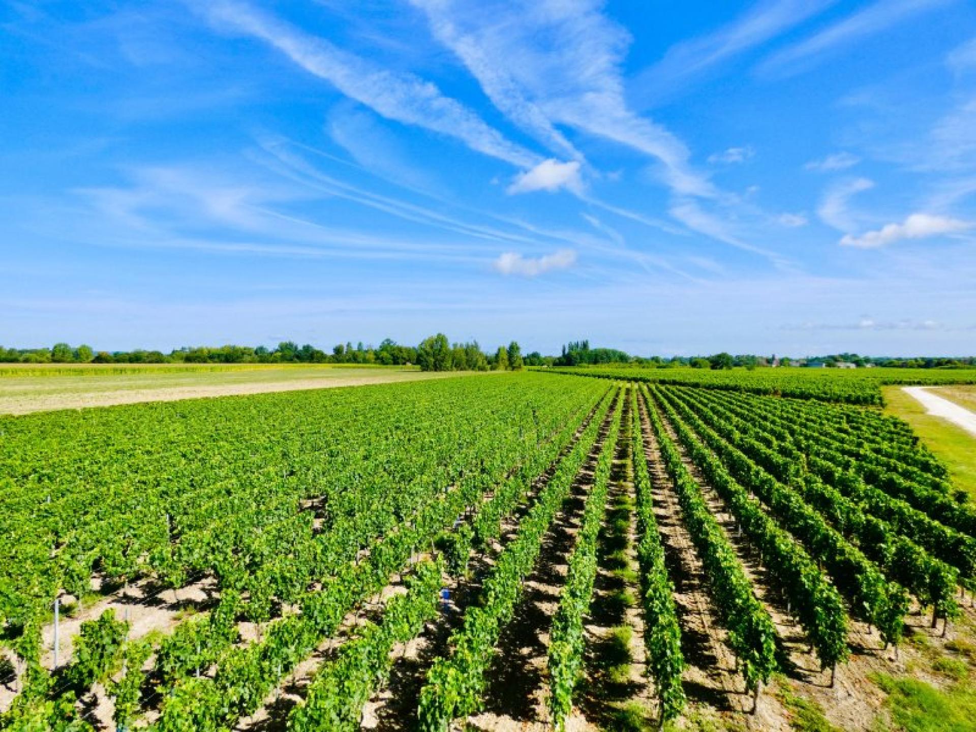 Photo 4 de l'annonce.