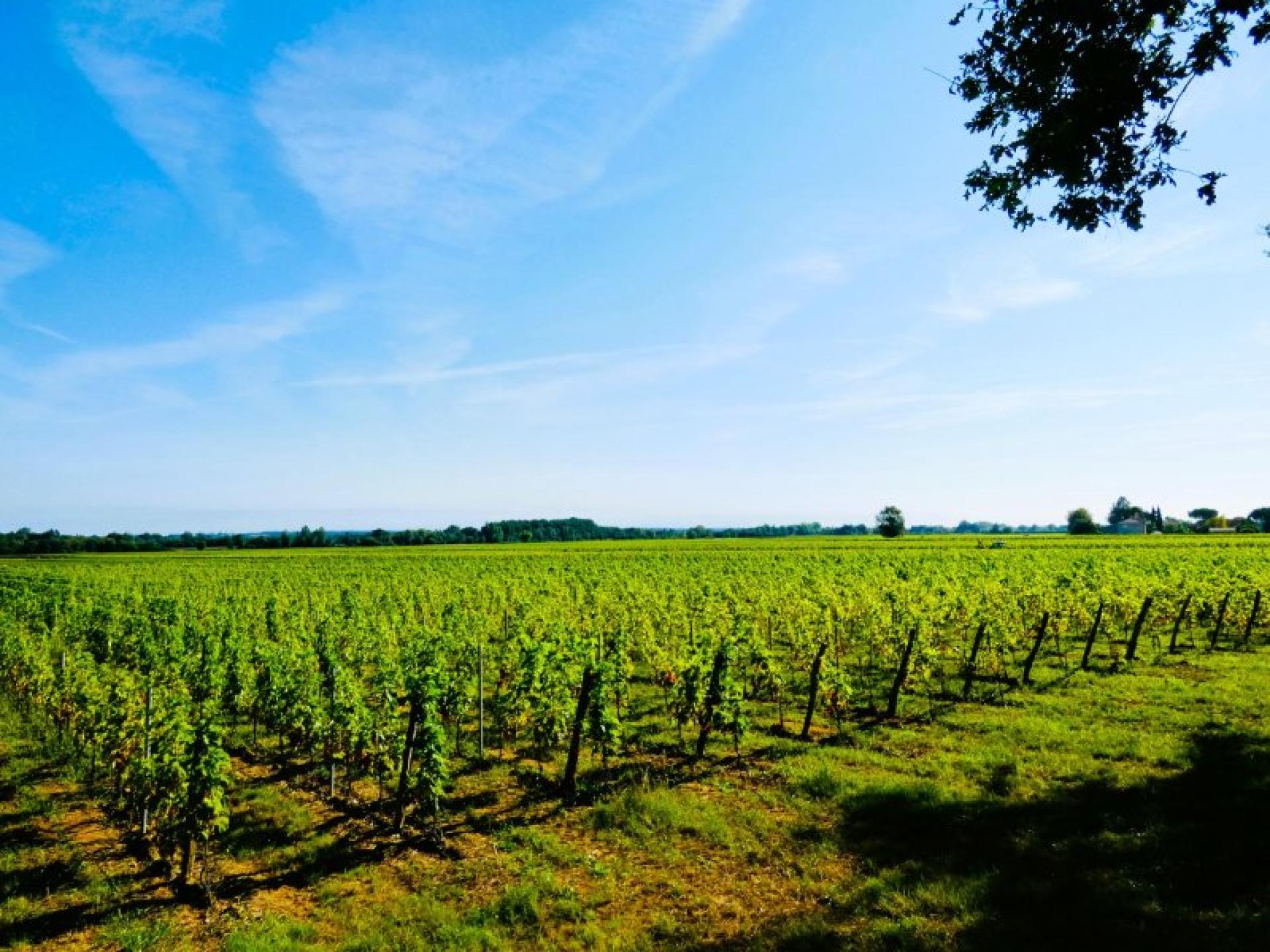 Photo 10 de l'annonce.