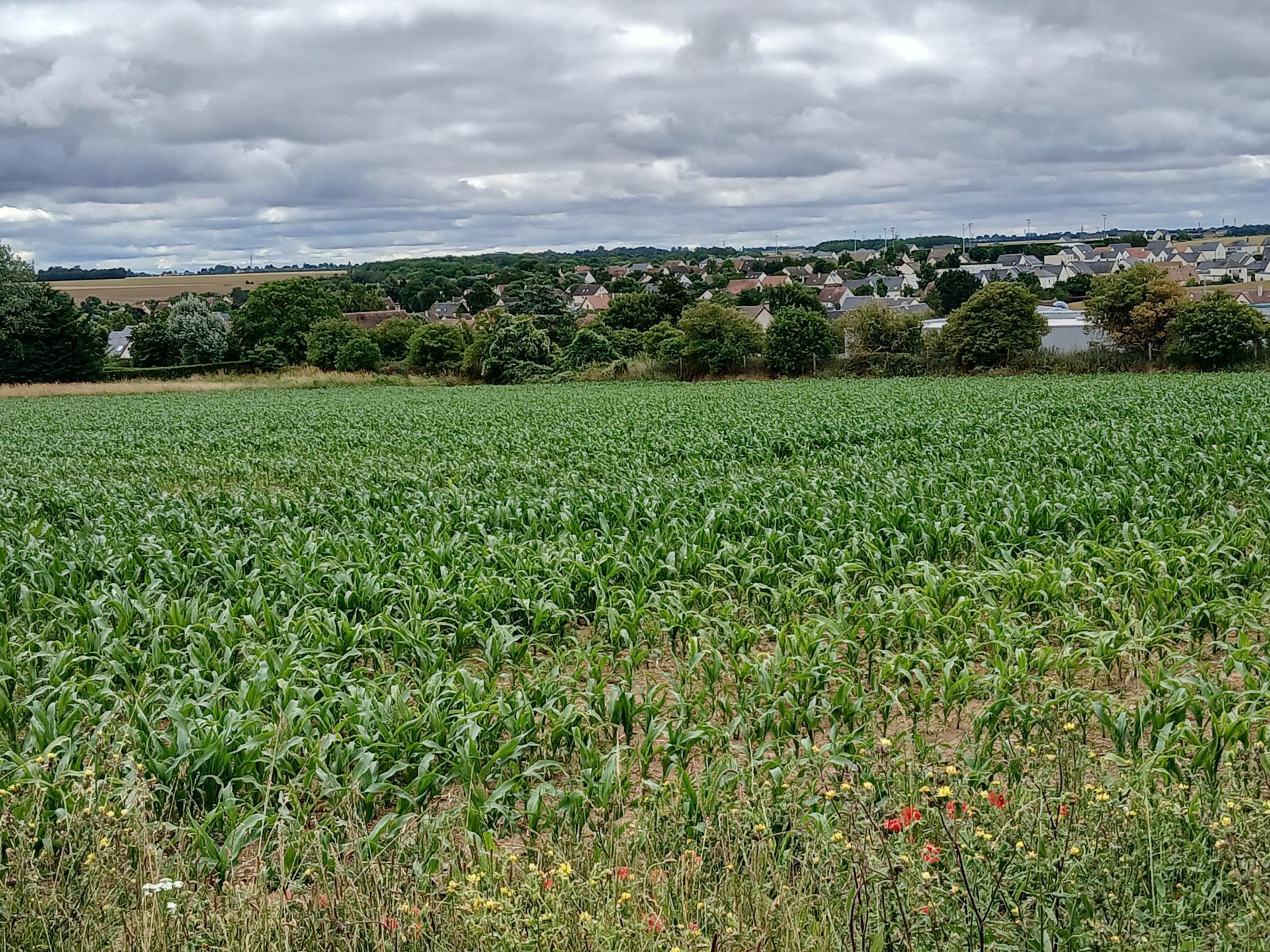 Terrain - 430m² · à Thaon · 95 000 €